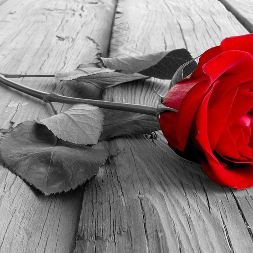 Black and Red Rose - Canvas Print - beautiful 5 panel wall art of a red rose flower - this canvas painting is a great addition to any space looking for a little extra aesthetic flair | NicheCanvas