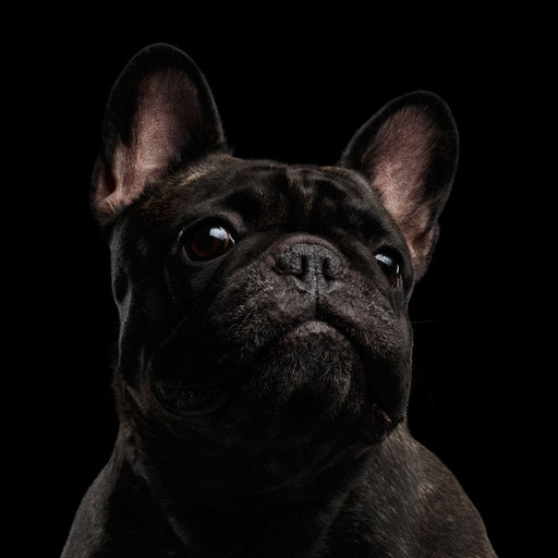 Black French Bulldog Canvas Print