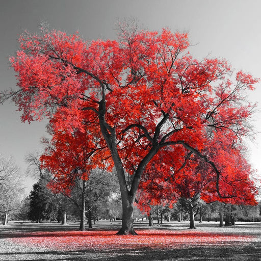 Big Red Tree Canvas Print