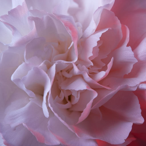 Soft Flower - Canvas Print - gorgeous wall art of a close up pinkish white flower - this one of a kind art print brings peace and calmness to any room | NicheCanvas