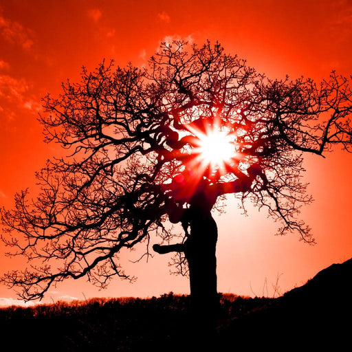 Red Dusk Canvas Print