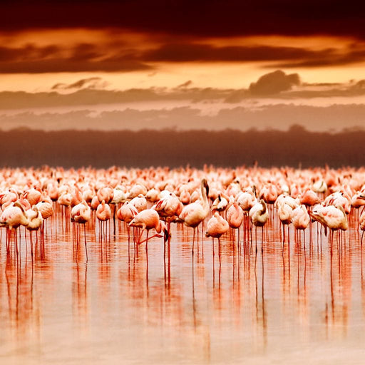 Lake Nakuru Flamingos Canvas Print