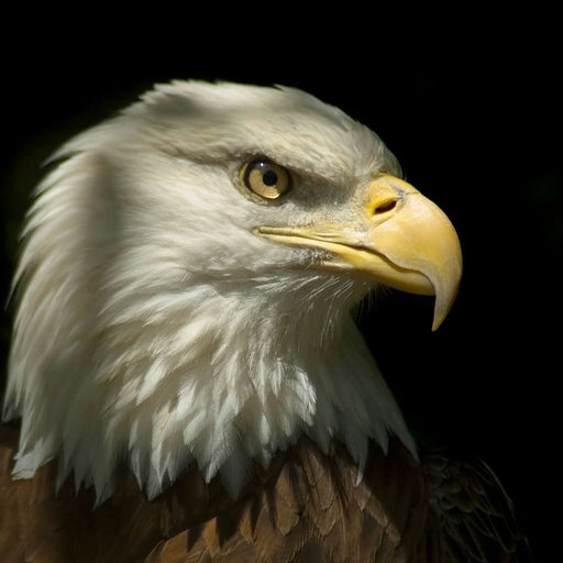 Great Eagle - Canvas Print - photorealistic wall art of a close up eagle - this unique piece of art makes the perfect centerpiece for your living room | NicheCanvas
