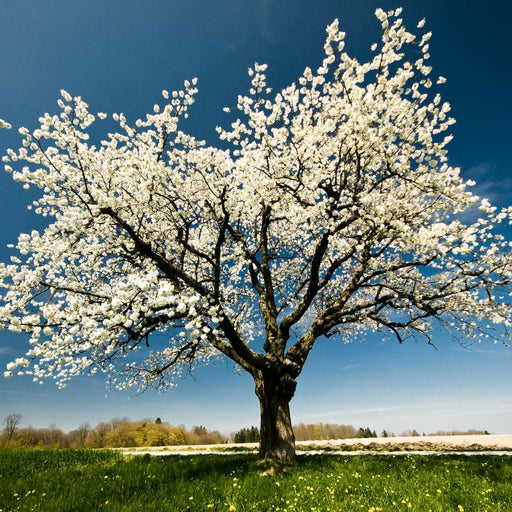 White Tree Canvas Print