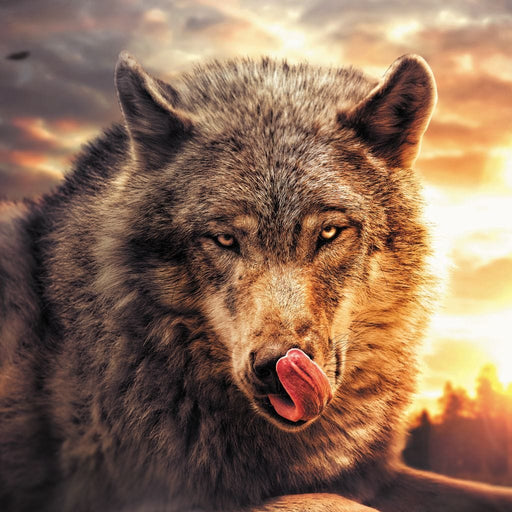 Wolf Sunset - Zenzdesign Canvas Print