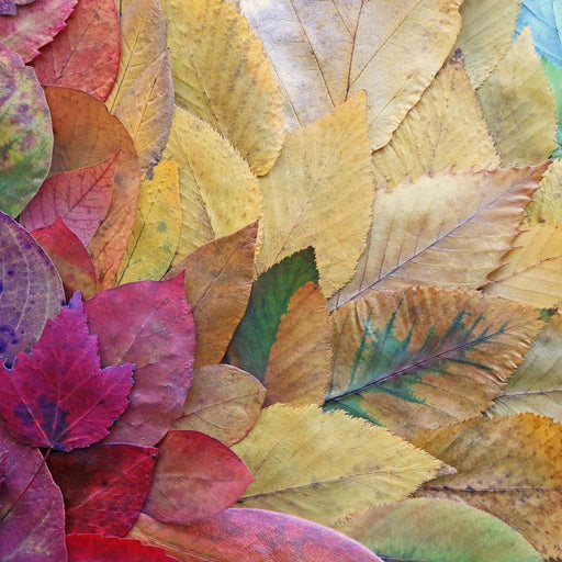 Fallen Autumn Leaves Canvas Print