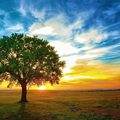 Sunrise Tree Canvas Print
