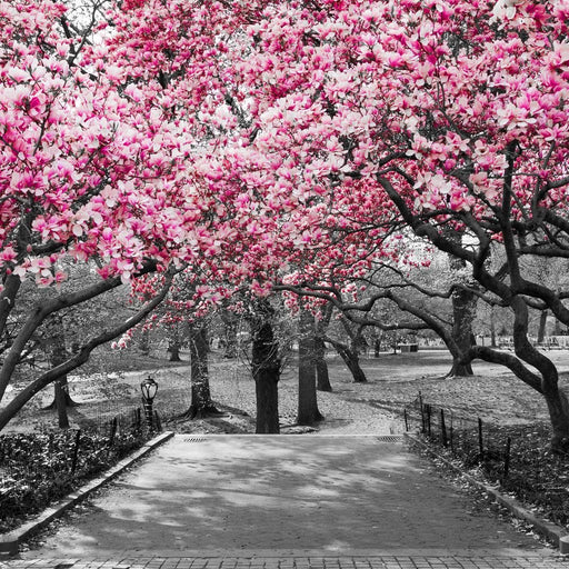 Pink Blossoms in Black and White Canvas Print