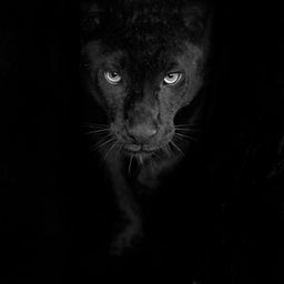 Black and White Panther | NicheCanvas