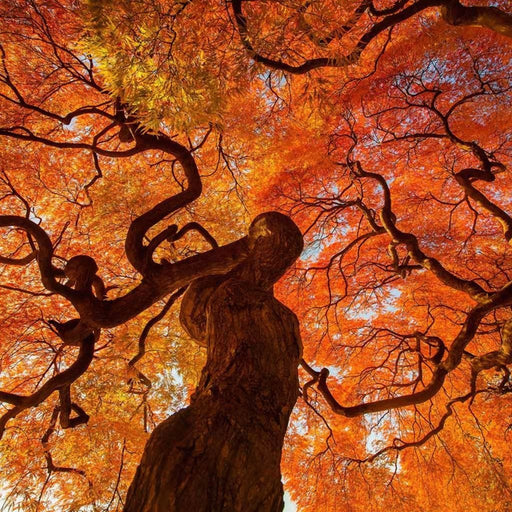 Tree Canopy - Canvas Print - this stunning 5 panel wall art painting can be displayed in any living space - an art print that is made of high quality canvas and ink | NicheCanvas