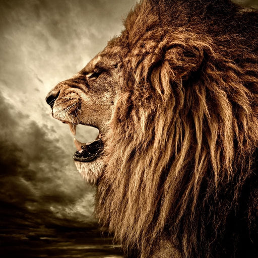 Fierce Lion - Limited Edition - Canvas Print - photorealistic wall art of a roaring male lion - this unique canvas art is the perfect addition you need for your home | NicheCanvas