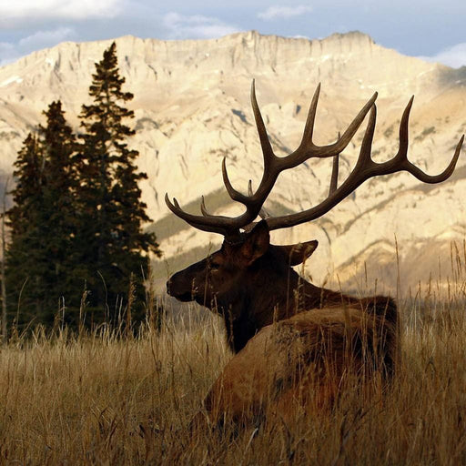 Nordic Elk - Canvas Print - photorealistic wall art of a Scandinavian elk on its natural habitat - this home decor is the perfect eye catching accent your home needs | NicheCanvas