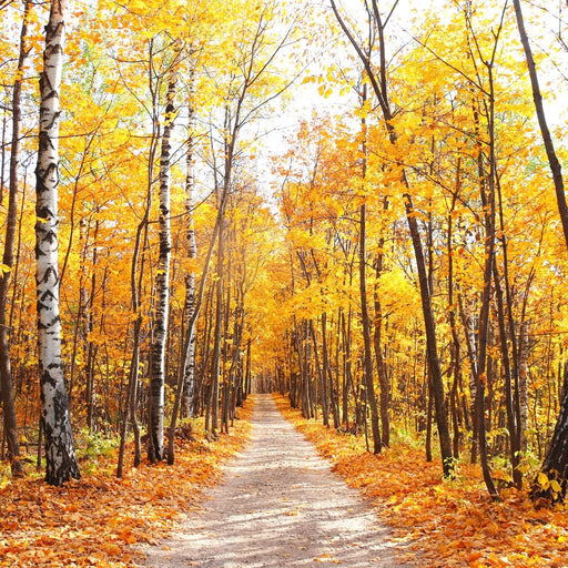 Forest Trail Canvas Print