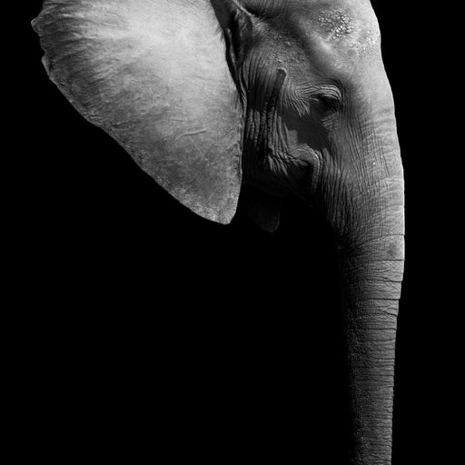 Black and White Elephant Head Canvas Print
