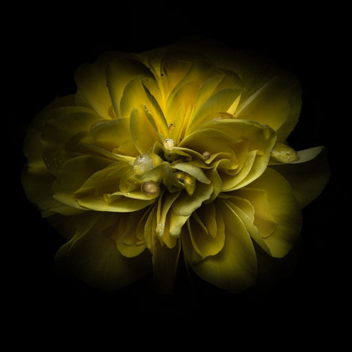 Yellow Backyard Flowers - Brian Carson Canvas Print