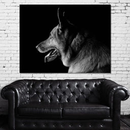 Black and White German Shepherd - NicheCanvas