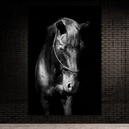 Black & White Horse Head - NicheCanvas