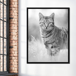 Black & White Kitty Cat - Ben Heine - NicheCanvas
