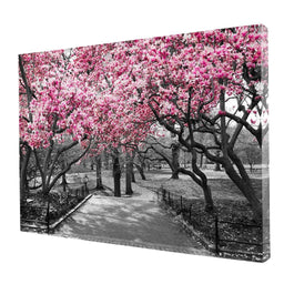 Pink Blossoms in Black and White