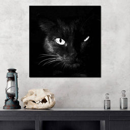 Black and White Cat | NicheCanvas