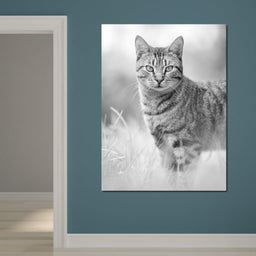 Black & White Kitty Cat - Ben Heine - NicheCanvas