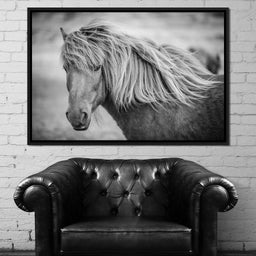 Icelandic Horse in Black & White - NicheCanvas