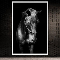 Black & White Horse Head - NicheCanvas
