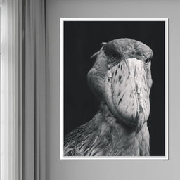 Black and White Shoebill Stork - NicheCanvas