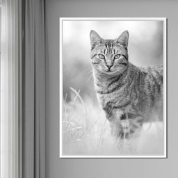 Black & White Kitty Cat - Ben Heine - NicheCanvas