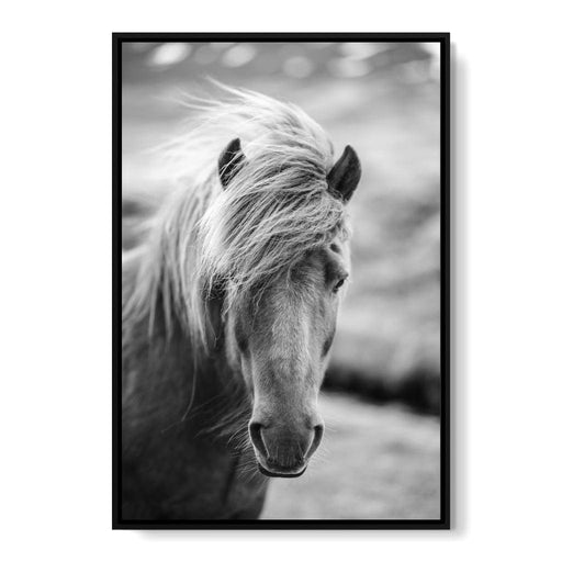 Icelandic Horse Canvas Print