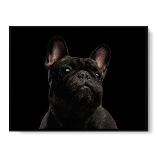 Black French Bulldog Canvas Print
