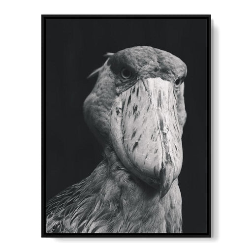 Black and White Shoebill Stork Canvas Print