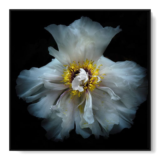 Backyard Flowers Series 4 - Brian Carson Canvas Print