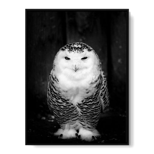 Black and White Snowy Owl Canvas Print
