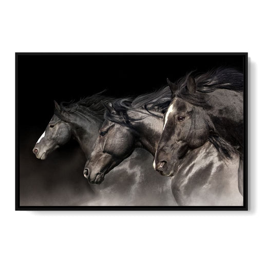Three Black Stallions Canvas Print