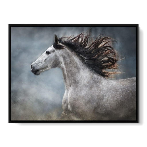 Andalusian Horse Canvas Print