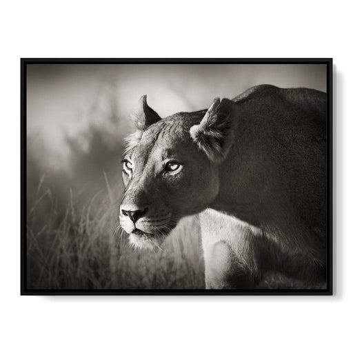 Lioness - Canvas Print - beautiful black and white wall art of a lioness in the wild - this intriguing home decor is a unique way to capture your visitor's attention | NicheCanvas