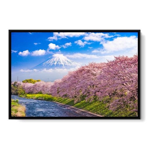 Cherry Blossoms in Japan Canvas Print