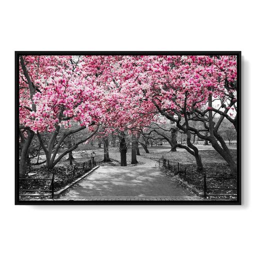 Pink Blossoms in Black and White Canvas Print