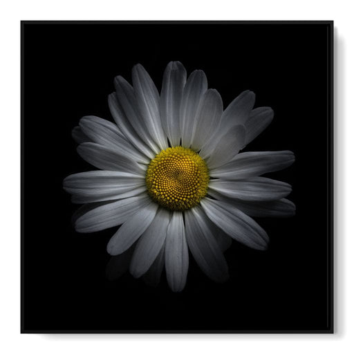 Backyard Flowers 3 panels - Brian Carson Canvas Print