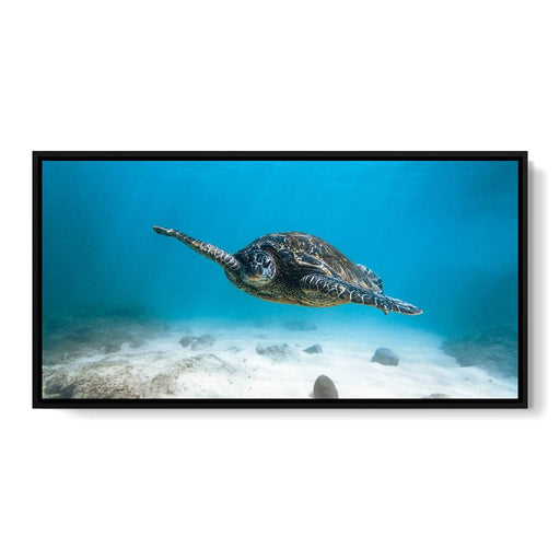 Blue Turtle - Lucas Moore Canvas Print
