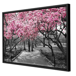 Pink Blossoms in Black and White